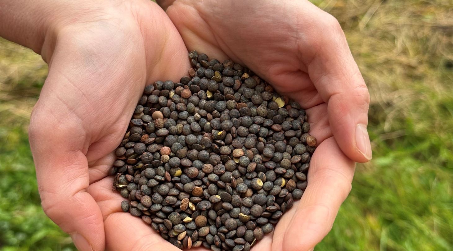 Foto: SEGES Innovation